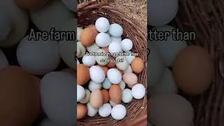 If you have access to farm fresh eggs I highly recommend supporting your local farms and homesteads.