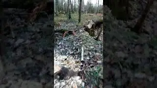 Мега бобры