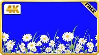 Daisy field on blue screen video effect loops