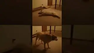 Sleep Walking Dog! Funny! 🐶  #shorts #dogs #funnydogs  #doglover #pets