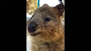 Quokka from Western Australia #shorts