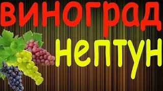 Виноград Нептун