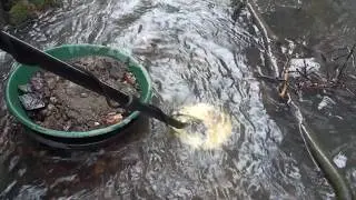 Searching for gold nuggets with a metal detector in a stream!!!