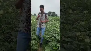 okra field in rajasthan | bhindi field crops fieldagri 