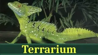 Шлемоносный василиск, или обыкновенный василиск (лат. Basiliscus basiliscus)