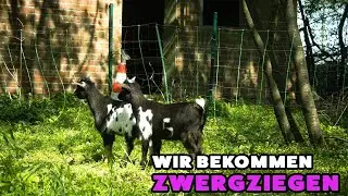 Wir bekommen Zwergziegen