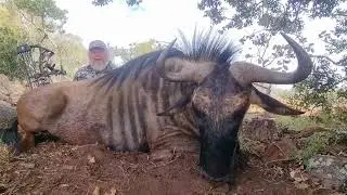 Bluewildebeest wit a Bow  WN Hunting Safaris