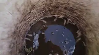 Ох какие пасти у них