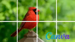 How to Create a Stunning Split Photo Animation in Canva