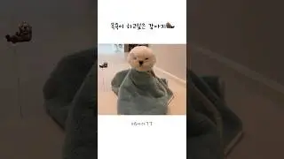 목욕이 하고싶은 강아지🦦 #티티