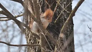 Весенние белочки