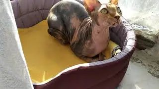 Котики радуются солнцу🐱☀️