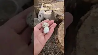 Мои перепёлки снесли яйца!