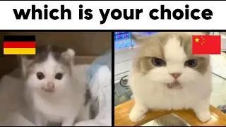 German Cat Meme vs China Cat Meme