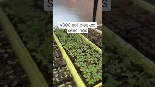 How much space do 4,000 soil blocked seedlings take up?