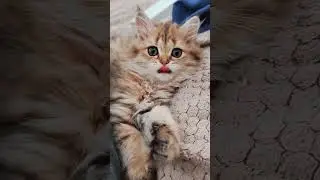 Утренние потягушечки💝в питомнике свободные шотландские котята 😻89033443877 #забавныеживотные