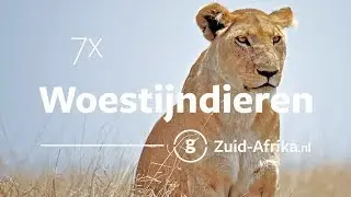 De 7 bekendste woestijndieren van Zuid-Afrika | Zuid-Afrika.nl