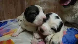 ЩЕНКАМ АЛАБАЯ 2 НЕДЕЛИ || ЩЕНКИ АЛАБАЯ 14 ДНЕЙ