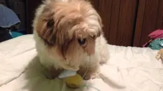 My dog (Shih Tzu Lexi) is such a cat!