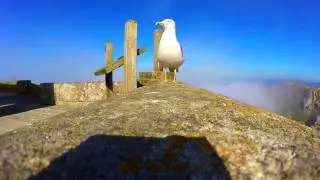 Прикол Наглая Чайка снимает видео на камеру go pro