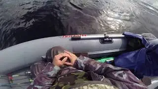 Сход крупной щуки