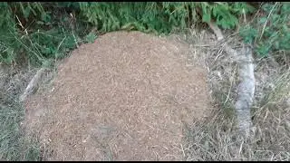 ОСЕННИЙ ЛЕС!!!