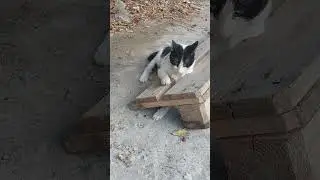 Кис кис кисуня 