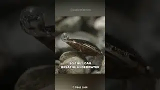 This Insect Can Breathe Underwater!