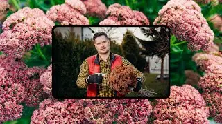 Srdcom záhradník - Trs rozchodníka, jarný rez