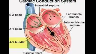 Cardiac Conduction System