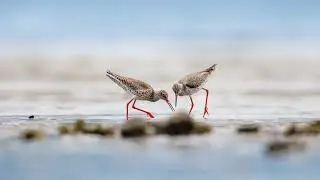 Two Common Redshank chasing a Shrimp