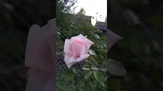 🌹Цветение роз в моем саду.Июль.Часть1. 28.07 