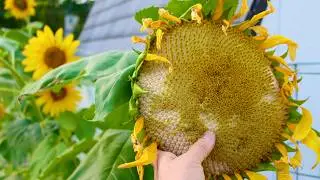 Sunflowers - SUPER Easy To Grow - FUN Garden Project   🌺