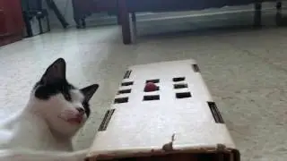 videos divertidos de gato (crazy cat) 2017 the best