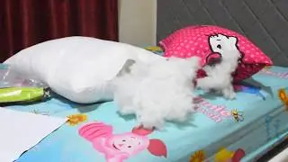 tidur bikin nyaman isi bantal Produk GENZO