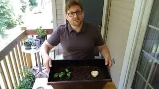Growing Celery and Basil from Supermarket Cuttings