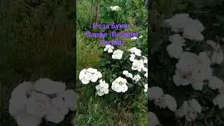 Роза Букет Парфе (Bouquet Parfait)