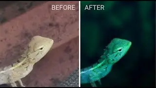Chameleon Changing Colors - Creats Colors Out Of Nothing |  Snapseed Tutorial | itsmyart_bitch |
