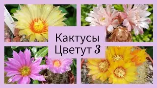 2024.Цветут Кактусы.3 серия
