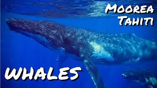 Whale Watching | French Polynesia