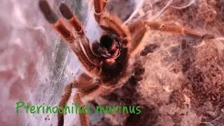 (Pterinochilus murinus) птеринохилус муринус или рыжий африканский паук-птицеед
