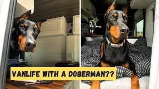LEARN HOW TO LIVE VANLIFE WITH A DOG | tips & tricks to keep you and your dog happy!