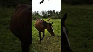 Лошади, самые красивые создания с KIDS Masha and Anya