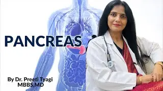 Anatomy and Physiology of Pancreas ( English)