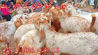 مدرسہ بکرا منڈی کے تازہ ریٹ  پیور مکئی جینے بکروں کی کوالٹی اور ریٹ چیک کریں  ویڈیو اچھی لگے تو لائک