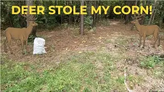 Deer Stole My Corn AGAIN! #26 -#rvlife #camping #diy #rving #rv #campground #land #camper #campervan