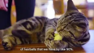 Hairball Support Plus