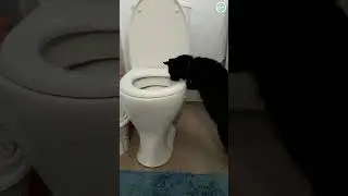 Кот  и унитаз Shorts