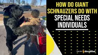 How Do Giant Schnauzers Do With Special Needs Individuals