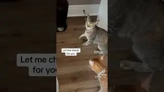 #kittypets #cat #catlover #kittys #kitten #cute #kittenslovers #kittycat #pets #petlover